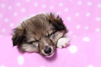 sleeping Shetland Sheepdog puppy