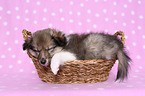 sleeping Shetland Sheepdog puppy