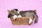 sleeping Shetland Sheepdog puppy