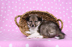 Shetland Sheepdog puppy