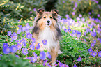 Sheltie