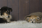 Sheltie with Mongrel