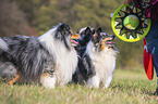 human with Shelties