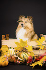 Sheltie portrait