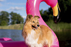 standing Sheltie
