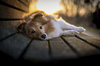 lying Sheltie