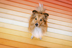 sitting Sheltie