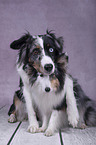 Sheltie with Miniature Australian Shepherd
