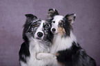 Sheltie with Miniature Australian Shepherd