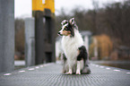 sitting Sheltie