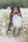 sitting Sheltie