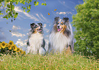 sitting Shelties
