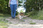 woman with Sheltie