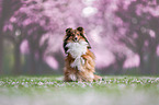 sitting Sheltie