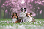 Shelties