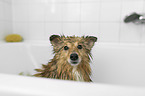 Sheltie in a bathtub