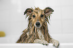 Sheltie in a bathtub