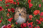 Sheltie Portrait