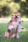 playing Sheltie