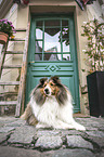 lying Sheltie