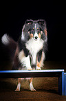 Sheltie with holi powder