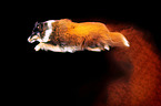 Sheltie with holi powder