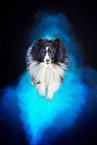 Sheltie with holi powder