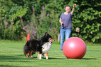 walking Sheltie