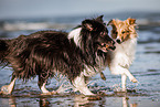 2 Shelties