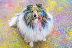 Sheltie