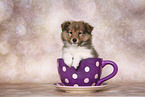 Sheltie Puppy
