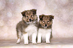 2 Sheltie Puppies