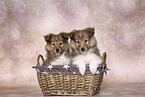 2 Sheltie Puppies