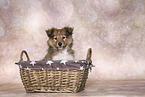 Sheltie Puppy