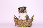 Sheltie Puppy