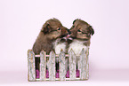2 Sheltie Puppies