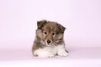 Sheltie Puppy