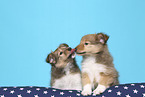 2 Sheltie Puppies