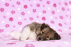 Sheltie Puppy