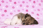 Sheltie Puppy