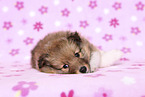 Sheltie Puppy