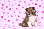 Sheltie Puppy