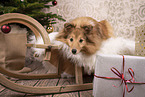 female Sheltie