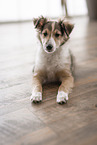Sheltie Puppy