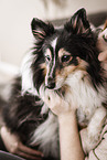 femele Sheltie