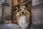 Sheltie Portrait