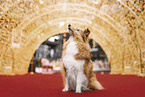 female Sheltie
