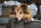 female Sheltie