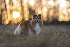female Sheltie