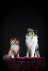 2 Shelties